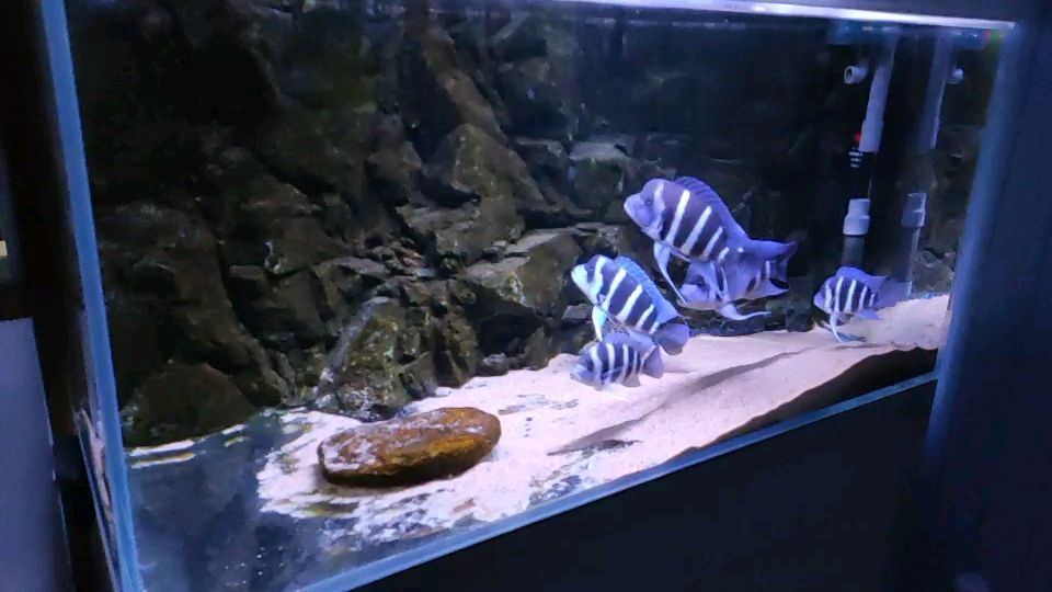 森森魚缸改直角溢流