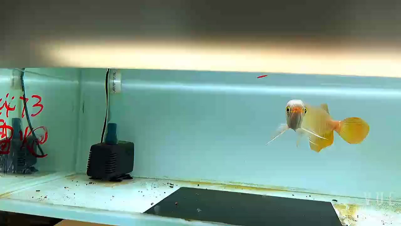 金龍魚是很難養的魚，需要注意以下幾點，金龍魚怎么養，