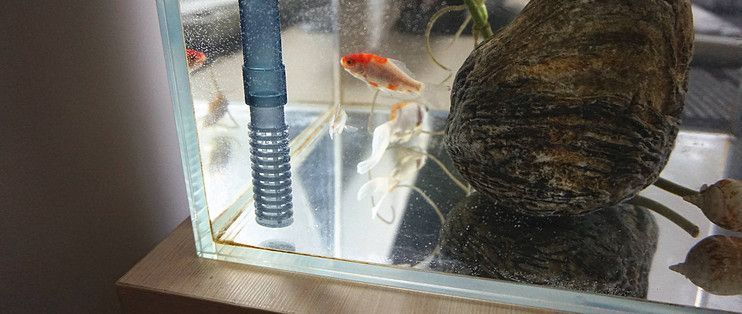 新加坡半號紅龍魚的價格及購買指南，坡半號紅龍魚價格及購買指南