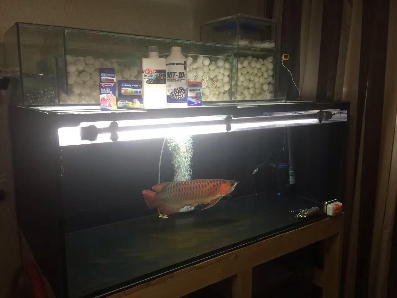 魟魚進缸多久算穩定期：魟魚進缸后多久算穩定期 魟魚進缸多久算穩定期：魟魚進缸后多久算穩定期 魟魚百科 第2張