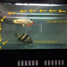 魟魚進缸多久算穩定期：魟魚進缸后多久算穩定期 魟魚進缸多久算穩定期：魟魚進缸后多久算穩定期 魟魚百科 第3張