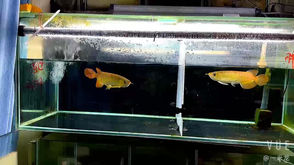 我養魚其實第一條就是狀態
