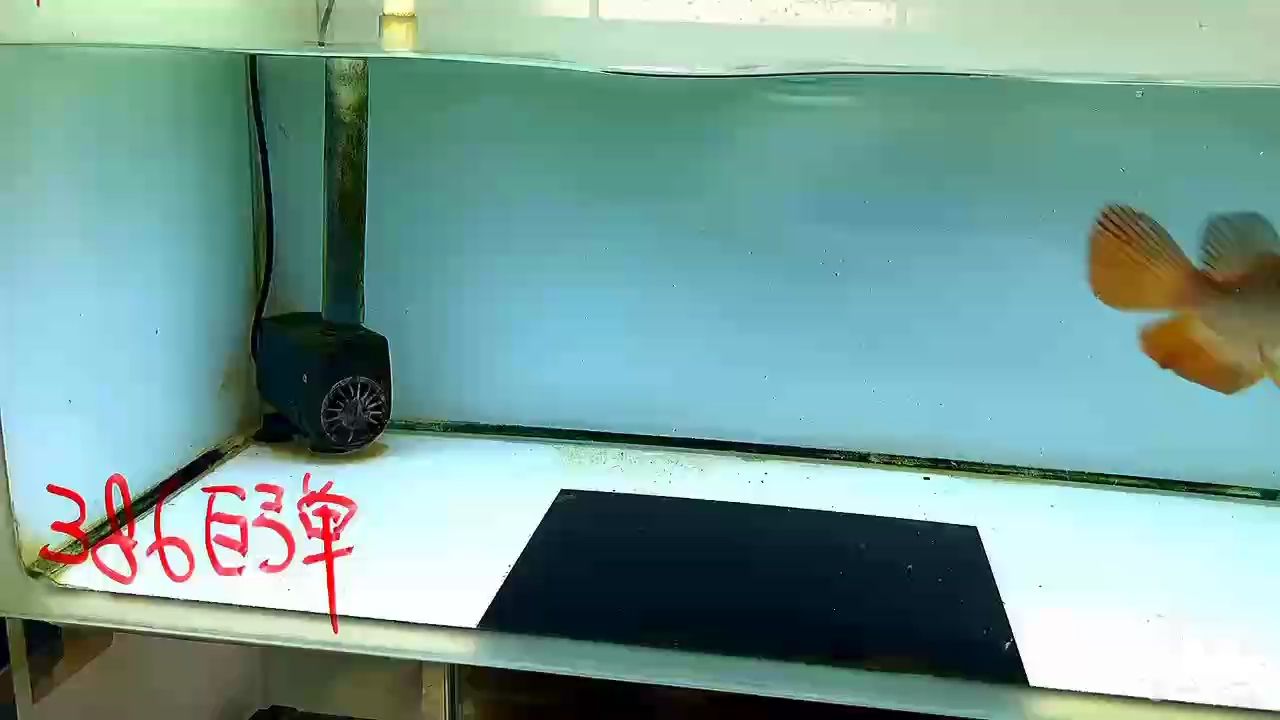這個(gè)尺寸這樣的大炮彈是不是很吸引
