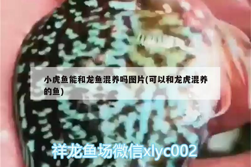小虎魚能和龍魚混養嗎圖片(可以和龍虎混養的魚)