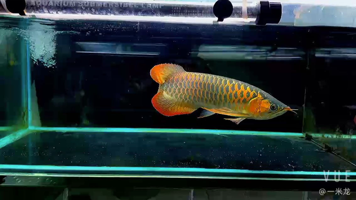 尺寸相對大的雷塔