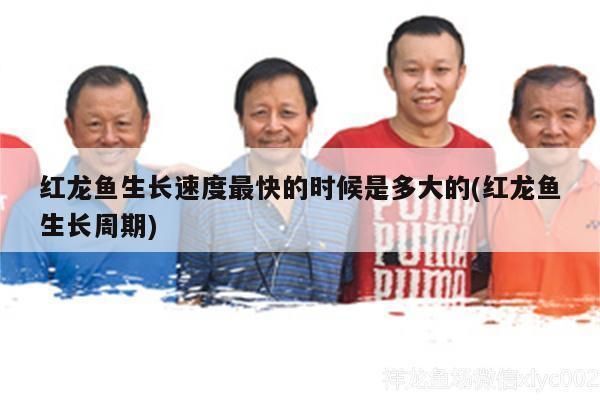 龍魚莫名其妙撞缸怎么辦vs祥龍魚場(chǎng)：如何防止龍魚撞缸 龍魚莫名其妙撞缸怎么辦vs祥龍魚場(chǎng)：如何防止龍魚撞缸 vs祥龍魚場(chǎng) 第15張