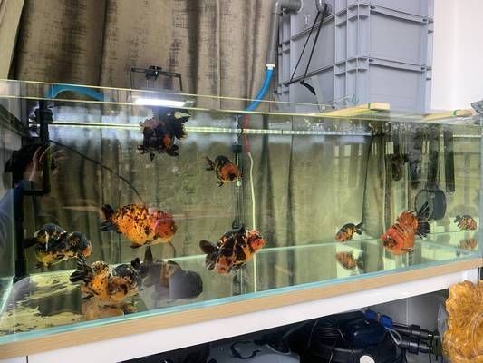 2米長的魚缸裝幾噸水:2米長的魚缸裝幾噸水,計(jì)算能容納多少噸水 魚缸百科 第3張 2米長的魚缸裝幾噸水:2米長的魚缸裝幾噸水,計(jì)算能容納多少噸水 2米長的魚缸裝幾噸水:2米長的魚缸裝幾噸水,計(jì)算能容納多少噸水 魚缸百科 第3張