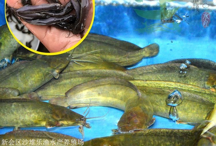 吳忠可麗愛魚缸專賣店：吳忠可麗愛魚缸專賣店，打造家居水族藝術新體驗