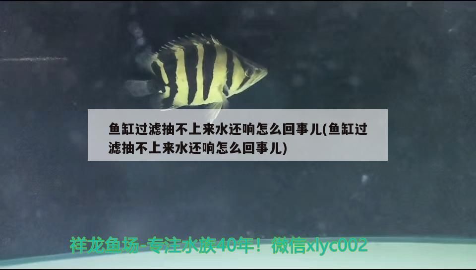魚缸過濾抽不上來水還響怎么回事兒(魚缸過濾抽不上來水還響怎么回事兒)