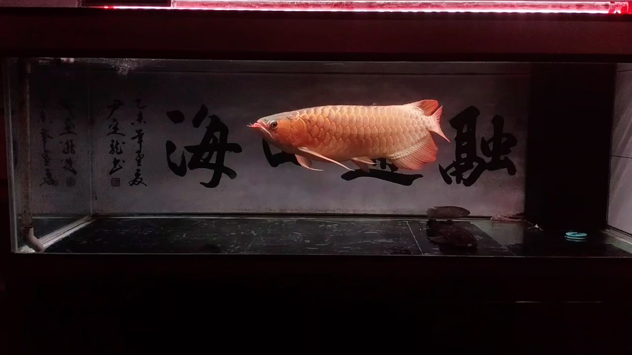 快70公分的老紅龍