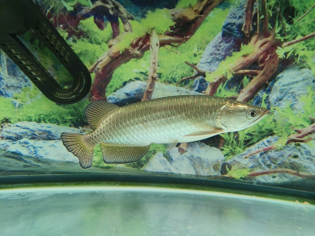 向各位請助魚友，這是澳洲星點龍魚嗎？