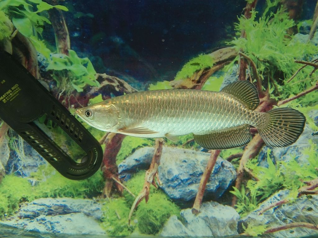 向各位請助魚友，這是澳洲星點龍魚嗎？