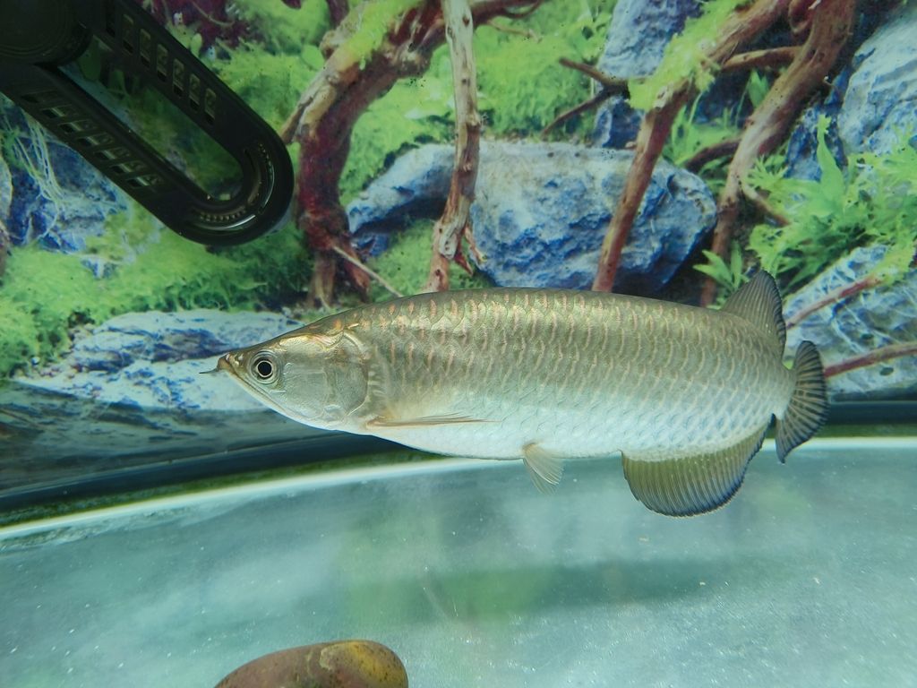 向各位請助魚友，這是澳洲星點龍魚嗎？