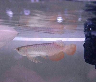 虎魚可以養幾條魚：虎魚養殖數量主要取決于魚缸大小和水質狀況，養幾條虎魚沒固定