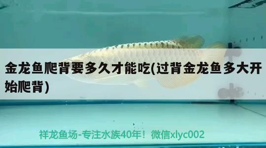 金龍魚爬背要多久才能吃(過背金龍魚多大開始爬背)