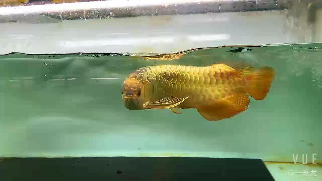 這條迪納的鯊魚嘴炮彈頭給你看到撐出來個體