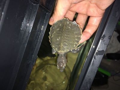 豬鼻龜身上白點能自己恢復嗎圖片：豬鼻龜頭上長白點是怎么回事