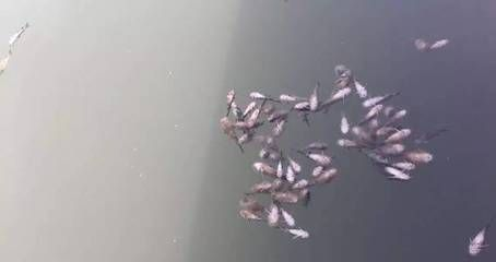 虎魚苗真菌感染治療方法，泰國虎魚苗真菌感染技巧虎魚苗真菌感染技巧