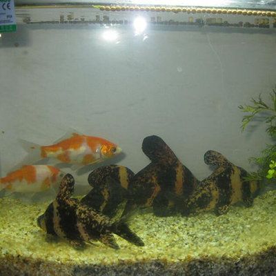 虎魚苗真菌感染治療方法，泰國虎魚苗真菌感染技巧虎魚苗真菌感染技巧