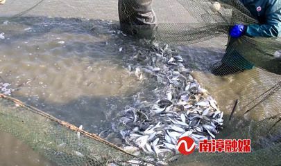 虎魚苗真菌感染治療方法，泰國虎魚苗真菌感染技巧虎魚苗真菌感染技巧