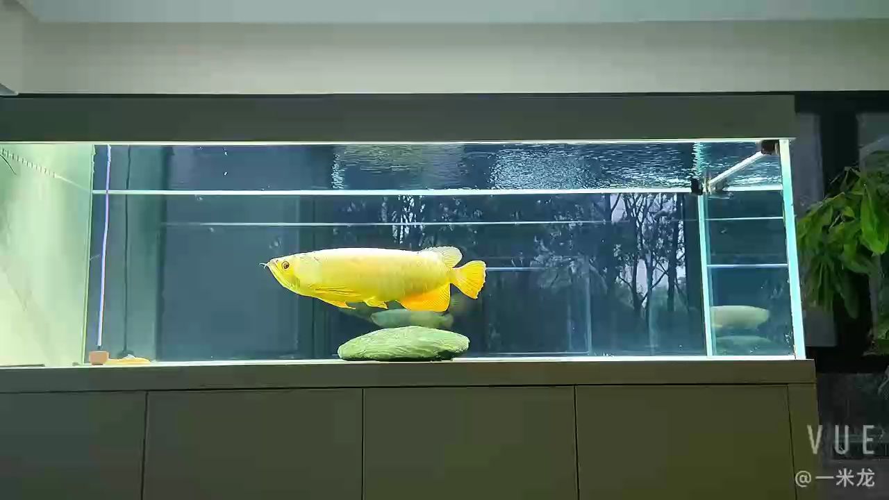 魚友家里的迪納金頭成長個體