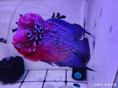高端觀賞魚有哪些品種（觀賞魚品種大全）