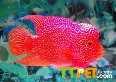 50cm魚缸養10cm的魚養幾條：50cm的魚缸適合養幾條魚