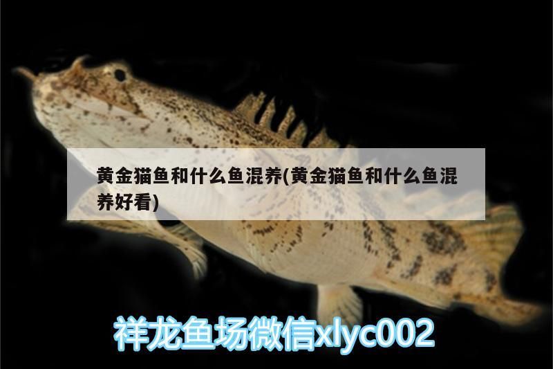 小型魚 黃金貓魚和什么魚混養(黃金貓魚和什么魚混養好看) 黃金貓魚百科 黃金貓魚和什么魚混養(黃金貓魚和什么魚混養好看) 黃金貓魚和什么魚混養(黃金貓魚和什么魚混養好看) 黃金貓魚百科