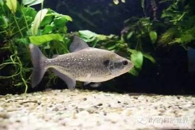 虎魚品種介紹圖片：幾種常見虎魚品種介紹