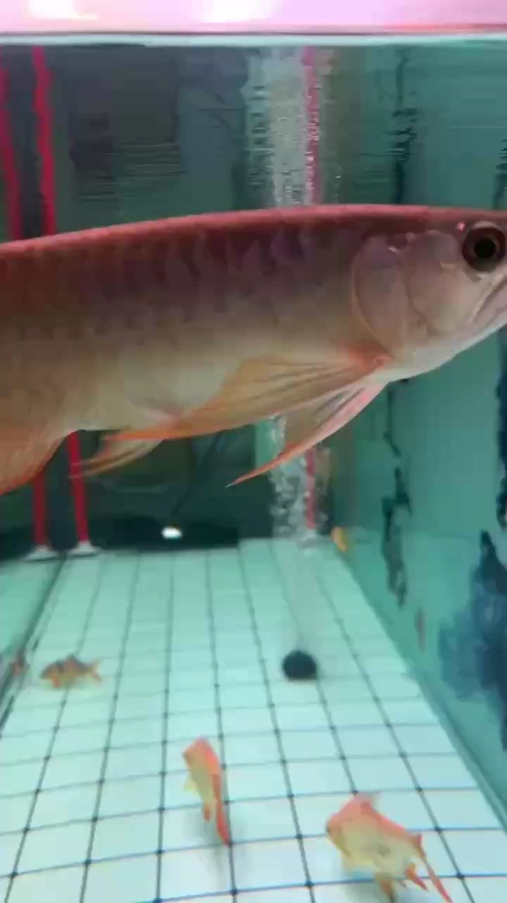 魚缸用增氧泵價格是多少:魚缸增氧機-xtrac增氧機-xtrac增氧機 26公分龍魚立鱗 龍魚論壇 26公分龍魚立鱗 26公分龍魚立鱗 龍魚論壇