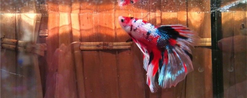 泰國斗魚不吃飼料是什么原因怎么解決 泰國斗魚不吃飼料是什么原因怎么解決 可麗愛魚缸