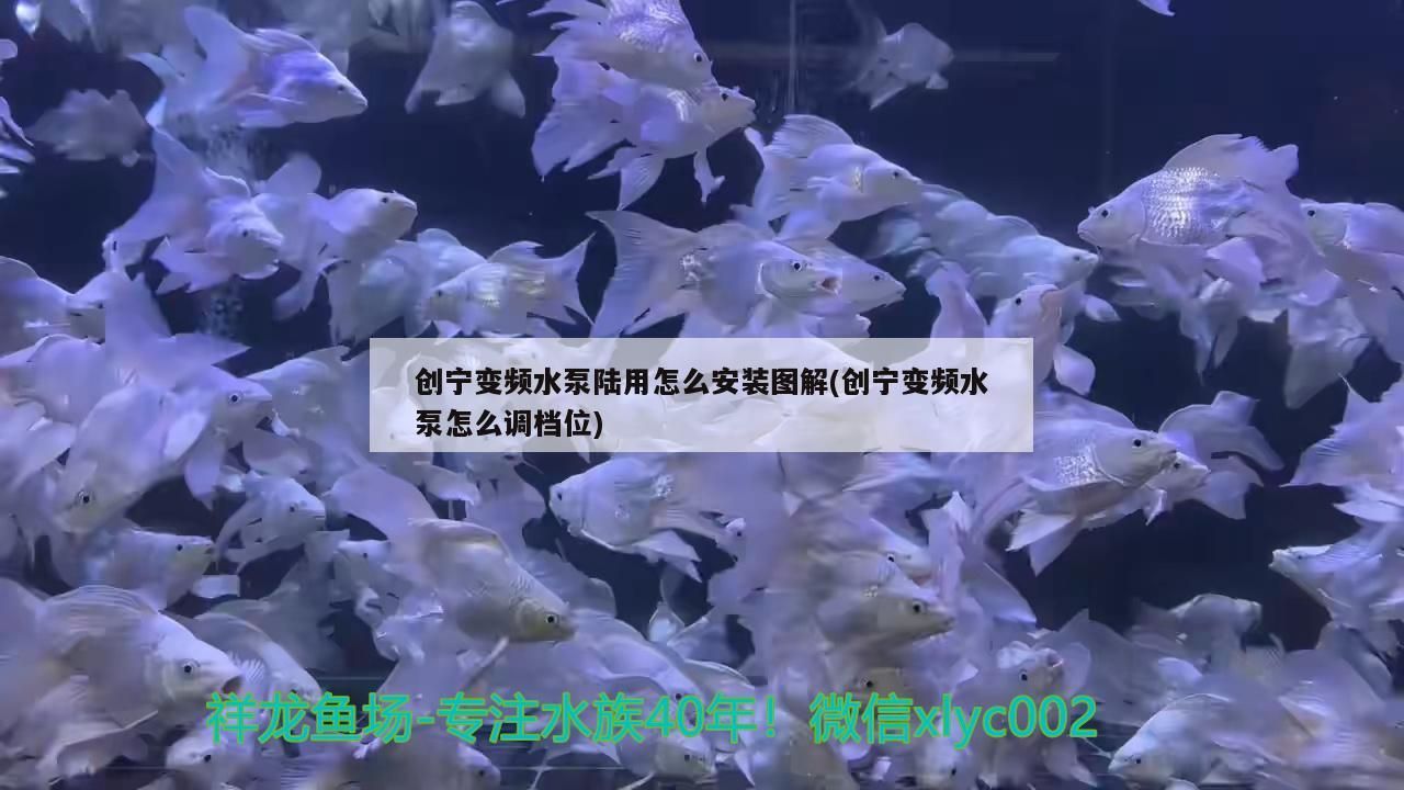 魚缸用增氧泵價格是多少:魚缸增氧機-xtrac增氧機-xtrac增氧機 創寧變頻水泵陸用怎么安裝圖解(創寧變頻水泵怎么調檔位) 創寧水族 創寧變頻水泵陸用怎么安裝圖解(創寧變頻水泵怎么調檔位) 創寧變頻水泵陸用怎么安裝圖解(創寧變頻水泵怎么調檔位) 創寧水族