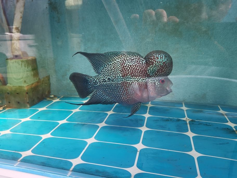 出羅漢魚 出羅漢魚 龍魚論壇 第1張