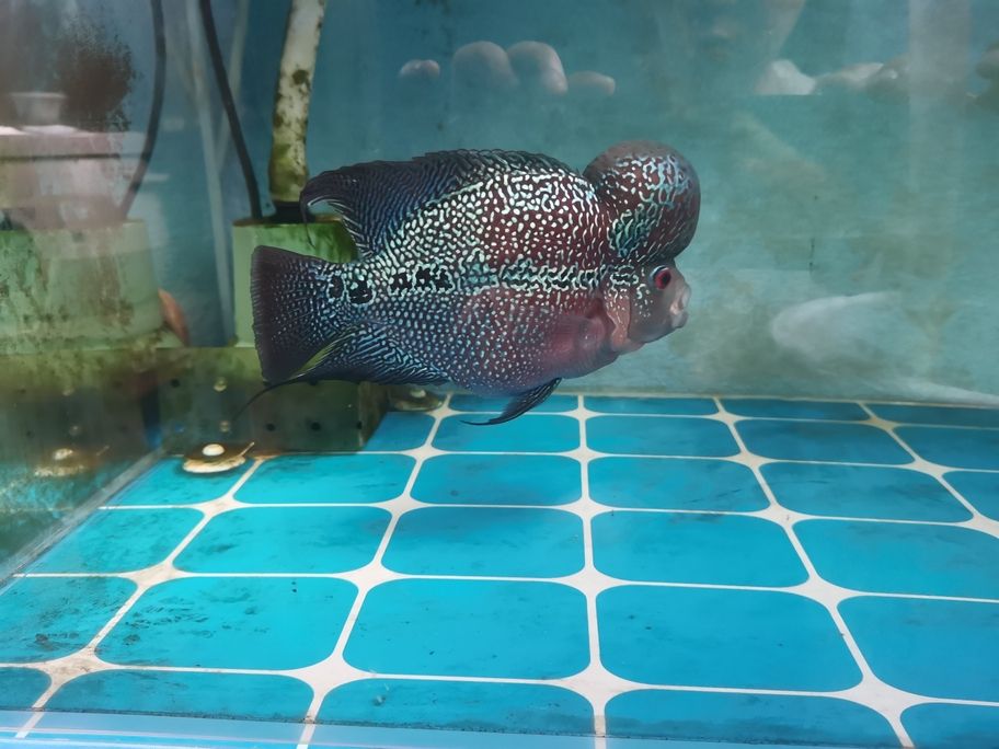 出羅漢魚 出羅漢魚 龍魚論壇 第2張