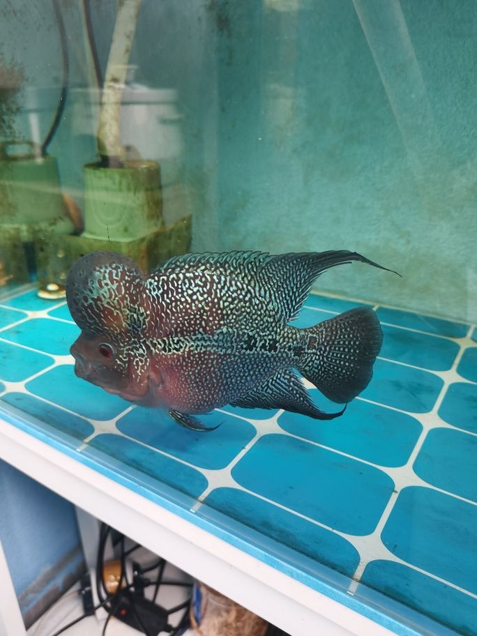 出羅漢魚 出羅漢魚 龍魚論壇 第3張