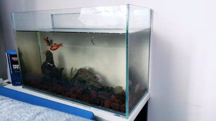 60的魚缸適合養(yǎng)什么冷水觀賞魚？：60厘米的魚缸適合養(yǎng)什么樣的魚？