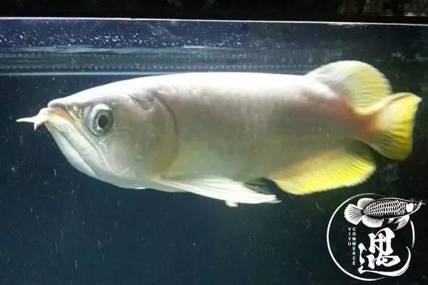 紅龍魚不發色怎么回事兒：紅龍魚不發色可能由多種因素引起，紅龍魚發色可能由多種因素引起