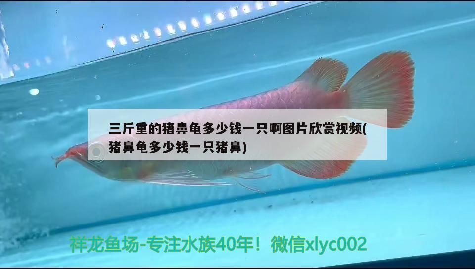 三斤重的豬鼻龜多少錢(qián)一只啊圖片欣賞視頻(豬鼻龜多少錢(qián)一只豬鼻)