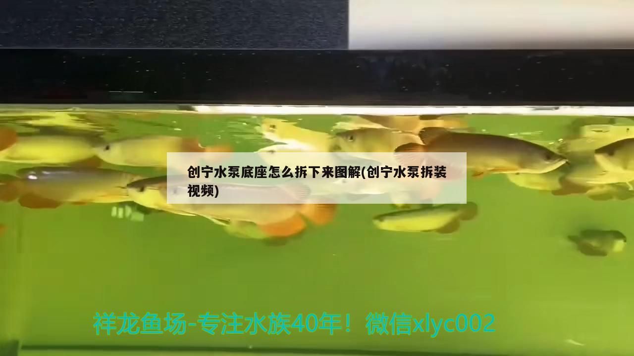 創(chuàng)寧水泵底座怎么拆下來圖解(創(chuàng)寧水泵拆裝視頻)