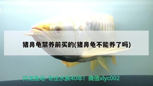 魚缸過濾器選購指南:自制魚缸過濾器魚缸上置過濾器對于養魚愛好者的必備知識 豬鼻龜禁養前買的(豬鼻龜不能養了嗎) 豬鼻龜百科 豬鼻龜禁養前買的(豬鼻龜不能養了嗎) 豬鼻龜禁養前買的(豬鼻龜不能養了嗎) 豬鼻龜百科