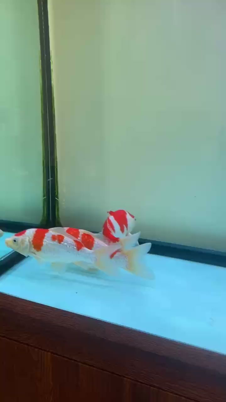 水清魚靚了嗎？ 水清魚靚了嗎？ 龍魚論壇