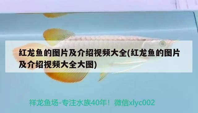 烏龜冬眠醒了可以放水里嗎