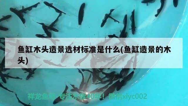 魚缸木頭造景選材標準是什么(魚缸造景的木頭)