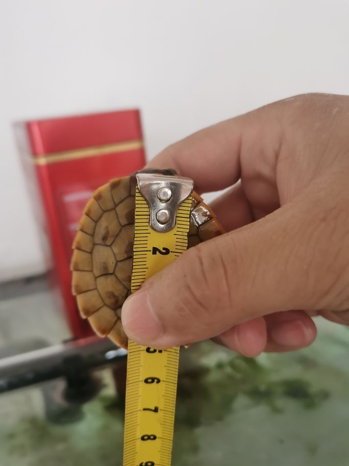 11.16朋友給的小圓澳龜5.5厘米，在大缸里快樂的玩耍。