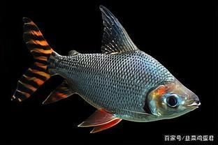 什么是過背金龍魚的圖片：關于過背金龍魚的圖片詳情