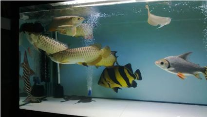 虎魚什么背景魚缸：虎魚什么背景魚缸顏色選擇 虎魚什么背景魚缸：虎魚什么背景魚缸顏色選擇 虎魚百科 第1張
