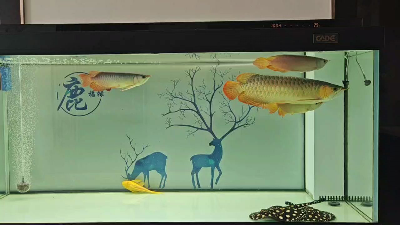 紛爭不斷，每時都有爭斗，都有不同的爭斗對象，搞不清誰厲害，分不清誰贏了 紛爭不斷，每時都有爭斗，都有不同的爭斗對象，搞不清誰厲害，分不清誰贏了 龍魚論壇