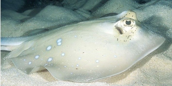 魟魚能餓多久：魟魚的饑餓耐受能力因個體差異、健康狀況、飼養環境等因素不同