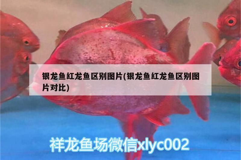 銀龍魚紅龍魚區(qū)別圖片(銀龍魚紅龍魚區(qū)別圖片對比)