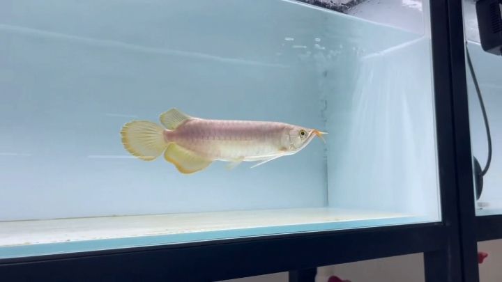 大家幫我看看我這條魚能出多少米？ 大家幫我看看我這條魚能出多少米？ 龍魚論壇